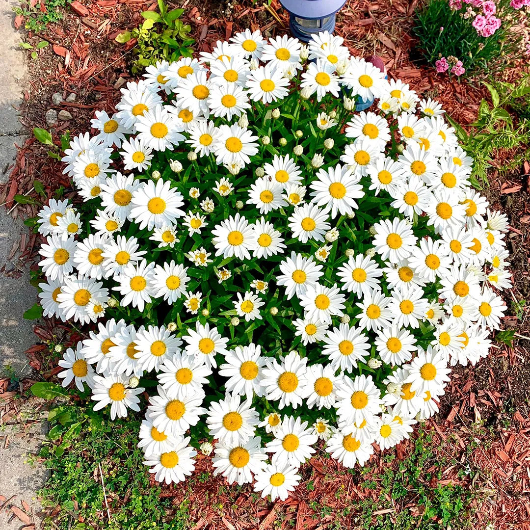 100pcs/Bag Popular Groundcover-Daisy Seeds