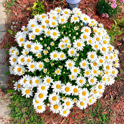 100pcs/Bag Popular Groundcover-Daisy Seeds