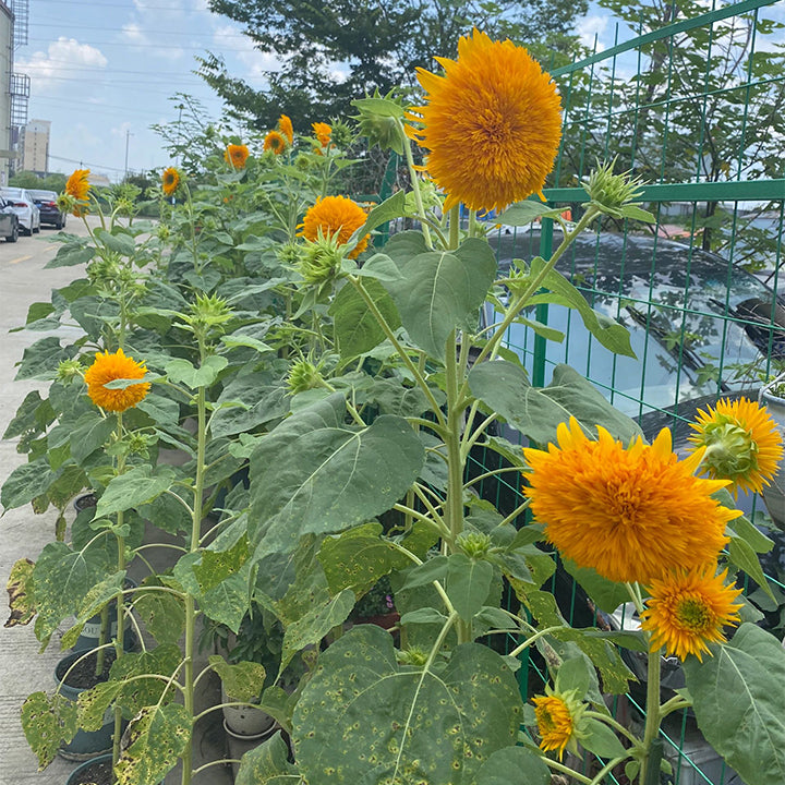 Sunflower Seeds, Teddy Bear