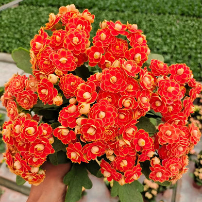 🌺Golden Fox Longevity Flower Seeds—Health And Longevity