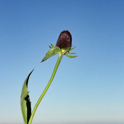 Rudbeckia Occidentalis Seeds aka Rayless Naked Chocolate Black Flower Herb Seeds