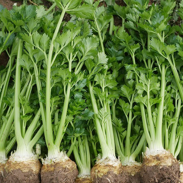 Celeriac Seeds Celery Root Seeds