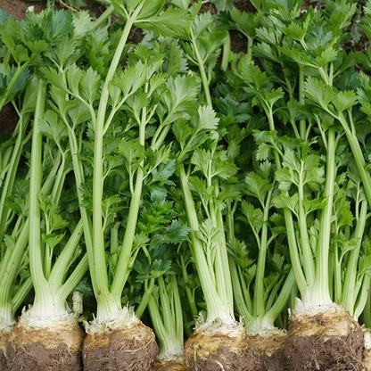 Celeriac Seeds Celery Root Seeds
