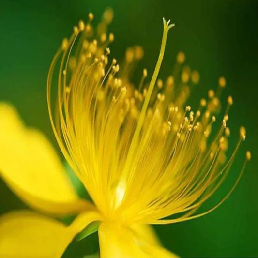 100 pcs|Yellow Hypericum Flowers seeds