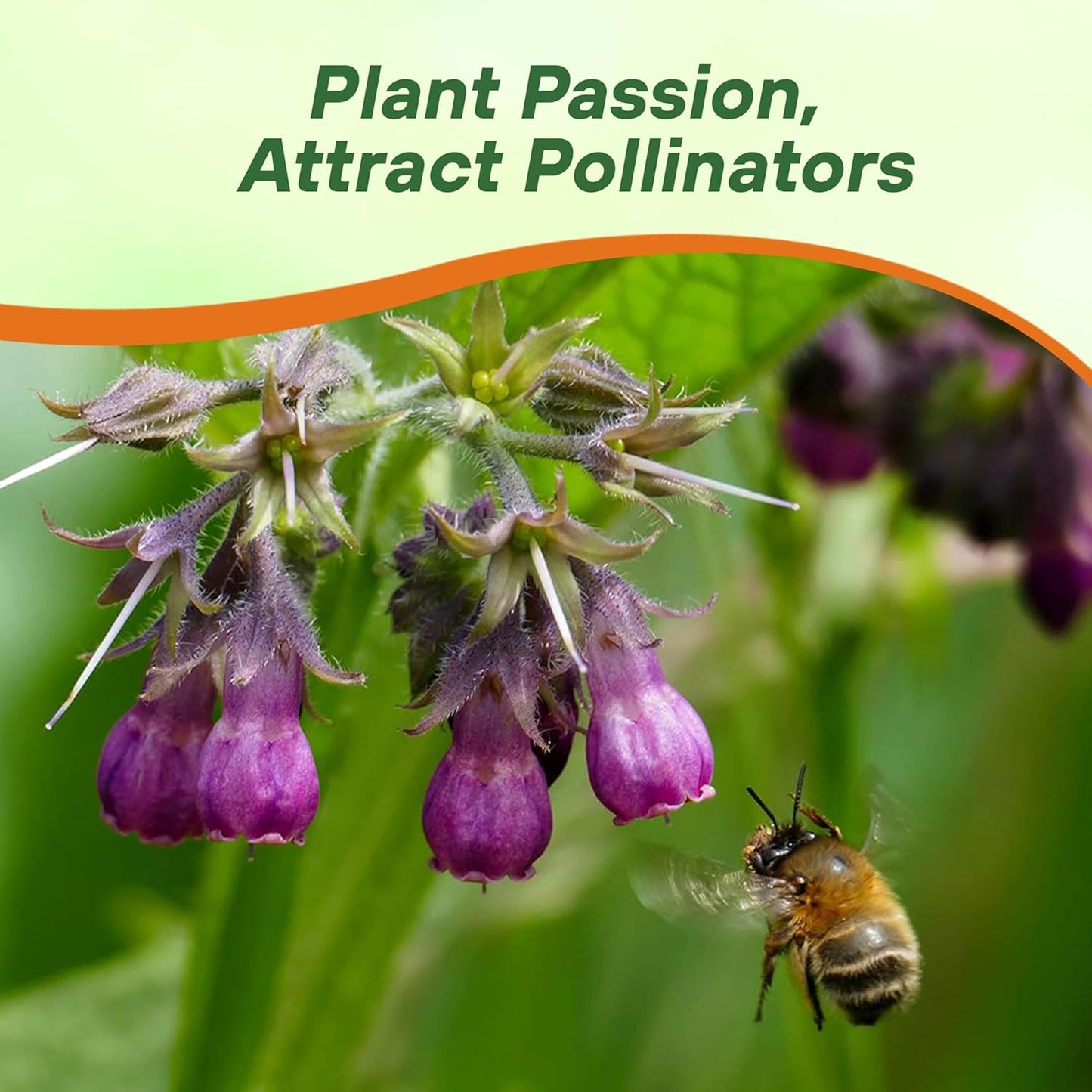 Comfrey Herb| Non-GMO Heirloom Packet | Roots & Leaves for Home Remedies - Medicinal Salve, Oil, Tea