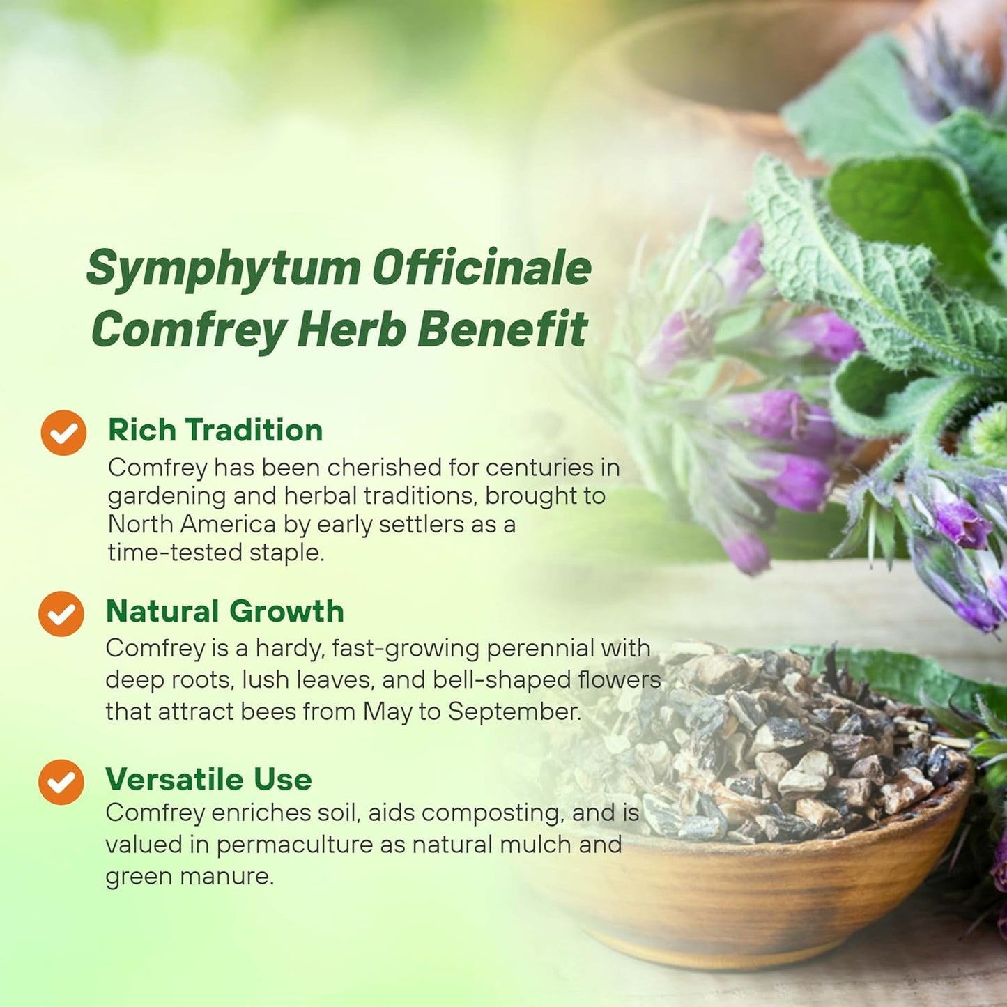 Comfrey Herb| Non-GMO Heirloom Packet | Roots & Leaves for Home Remedies - Medicinal Salve, Oil, Tea