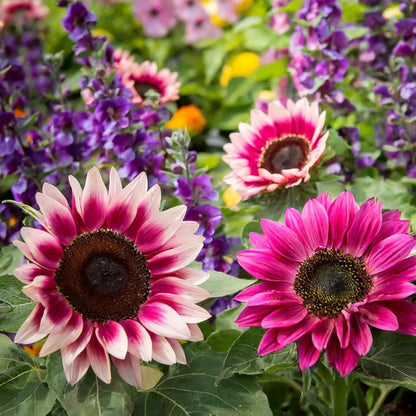 Rare Strawberry Pink Sunflower Seeds - Non-GMO  Variety for Your Unique Garden