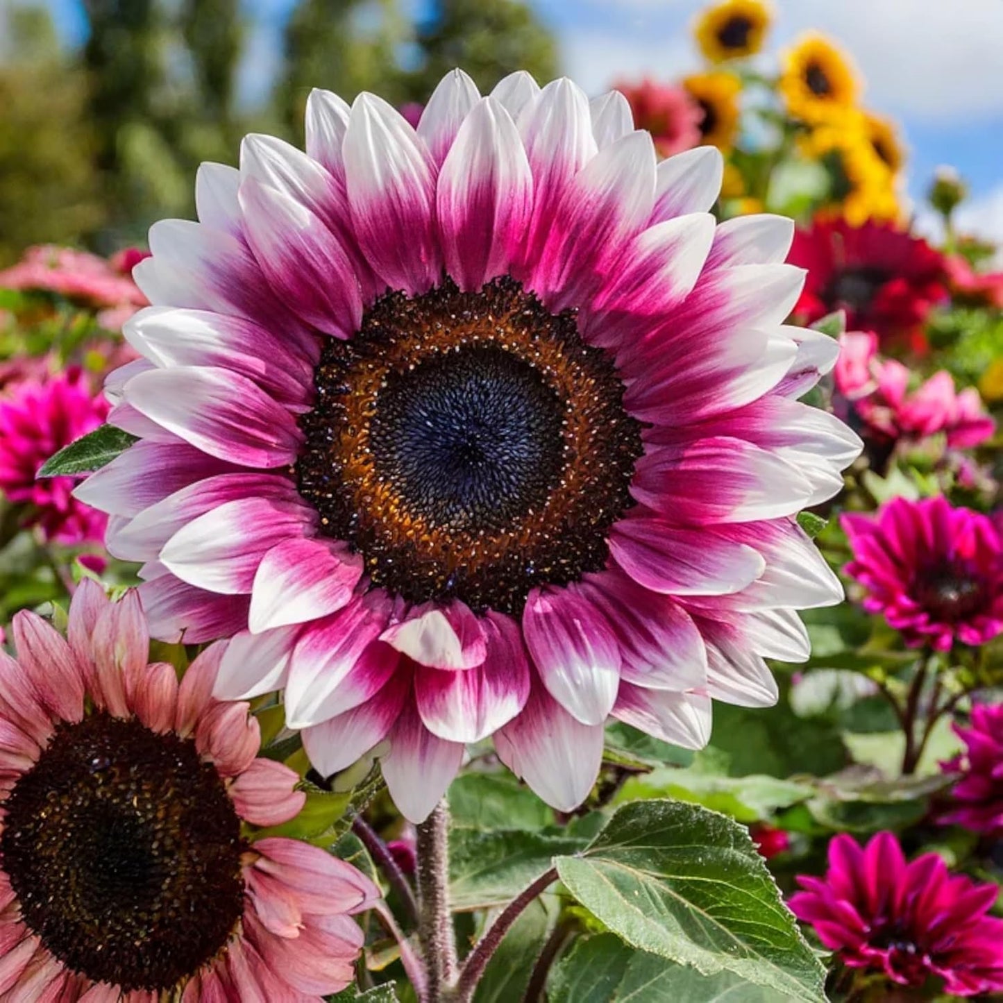 Rare Strawberry Pink Sunflower Seeds - Non-GMO  Variety for Your Unique Garden