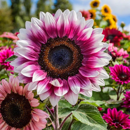 Rare Strawberry Pink Sunflower Seeds - Non-GMO  Variety for Your Unique Garden