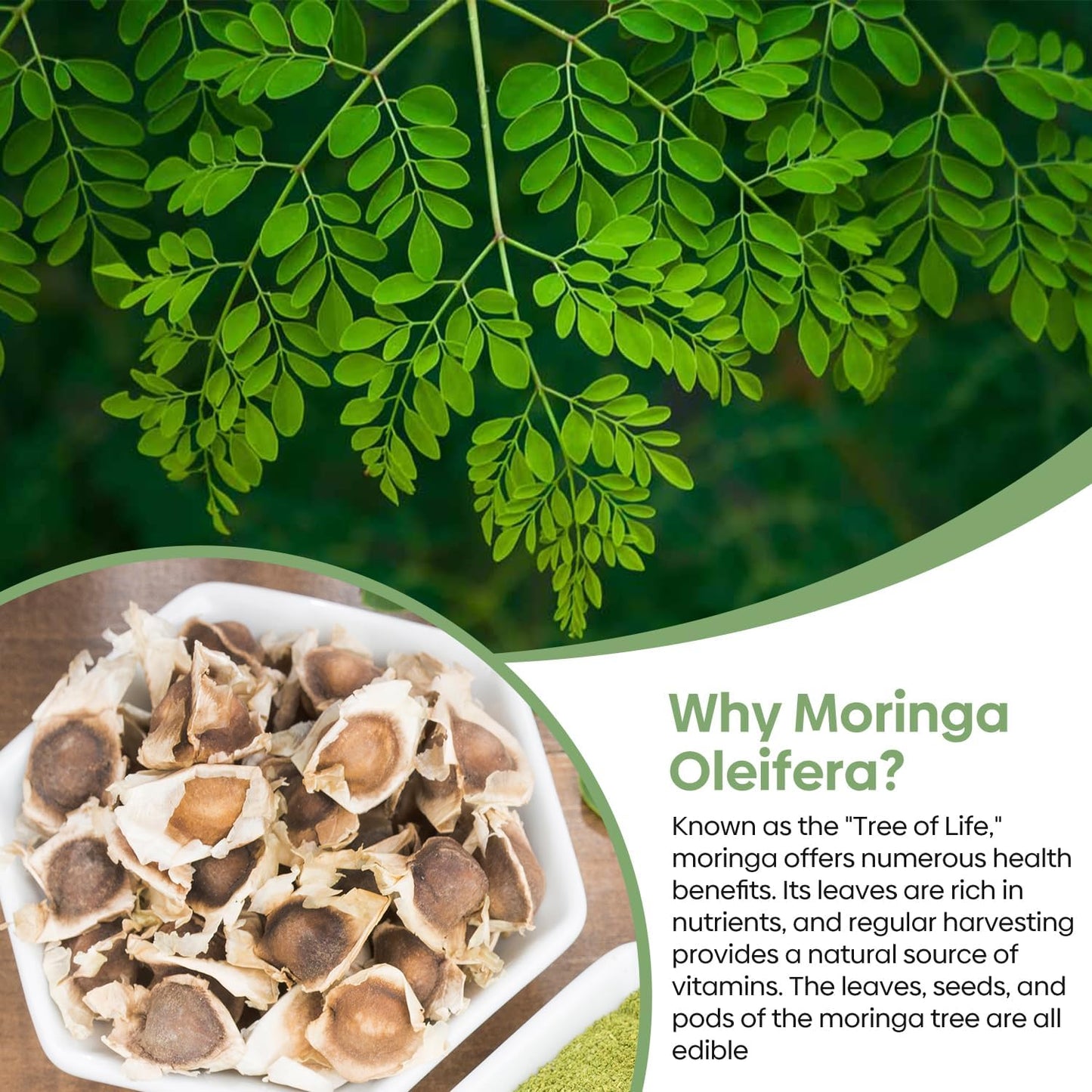 Moringa Seeds for Planting | Edible, Excellent Germination | Semillas de Moringaa Seed for Eating | Malunggay