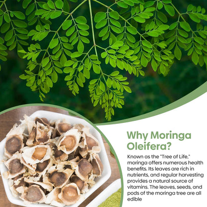 Moringa Seeds for Planting | Edible, Excellent Germination | Semillas de Moringaa Seed for Eating | Malunggay