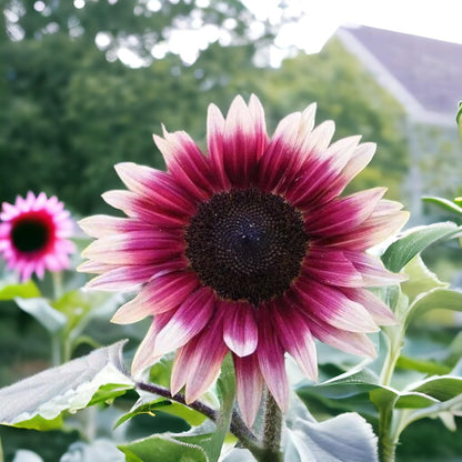 Rare Strawberry Pink Sunflower Seeds - Non-GMO  Variety for Your Unique Garden