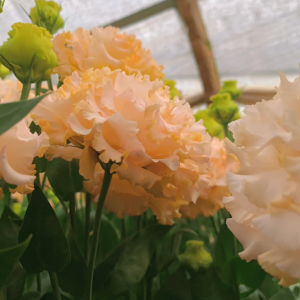 🌺Lisianthus - Sincere Love