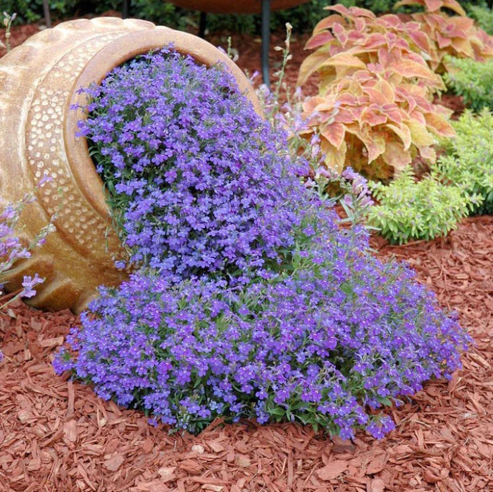 Lobelia Seeds - One of the best edging plants