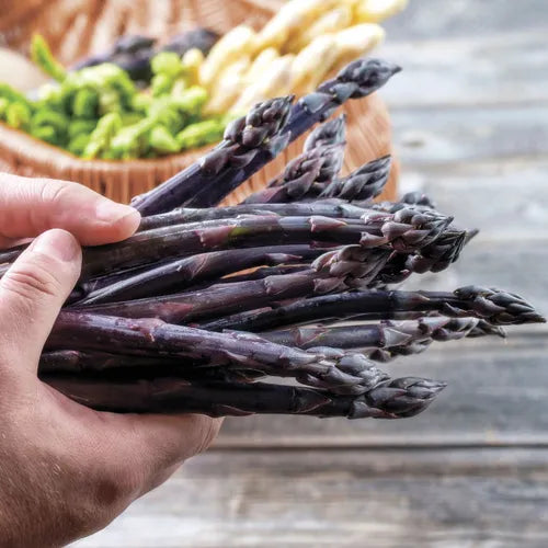 Planting Asparagus Seeds All Seasons