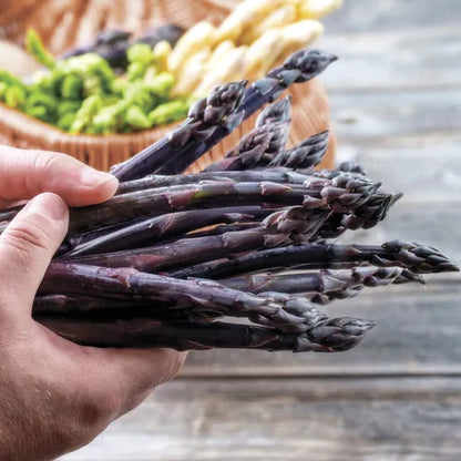 Planting Asparagus Seeds All Seasons