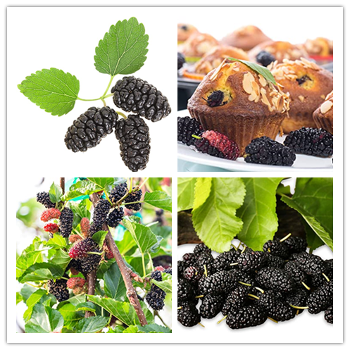 Stratified Raspberry Fruit Seeds