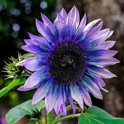 Sunflower Seeds For Planting Rare Multi Color Garden Seeds Sunflowers