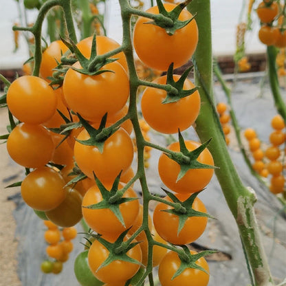 Patio Choice Yellow Cherry Tomato Seeds