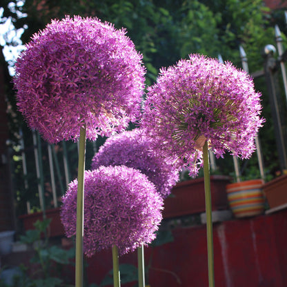 Giant Allium Giganteum Ornamental Onion Flower