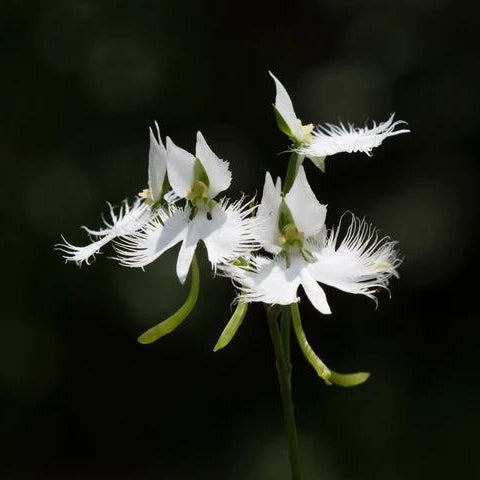 Habenaria radiata