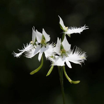 Habenaria radiata