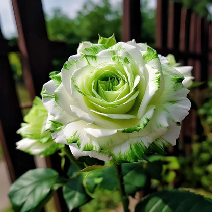 🤍Rare White and Green Twin Roses💚