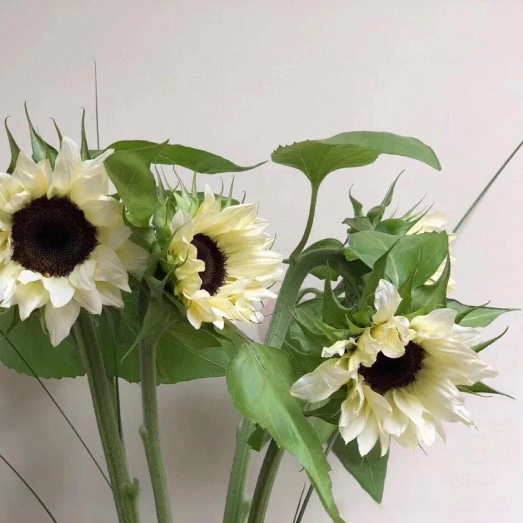 50 Seeds White sunflower with black core