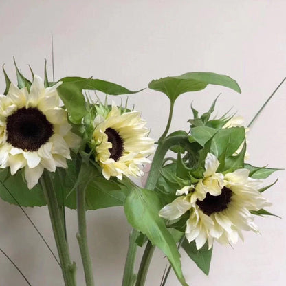 50 Seeds White sunflower with black core
