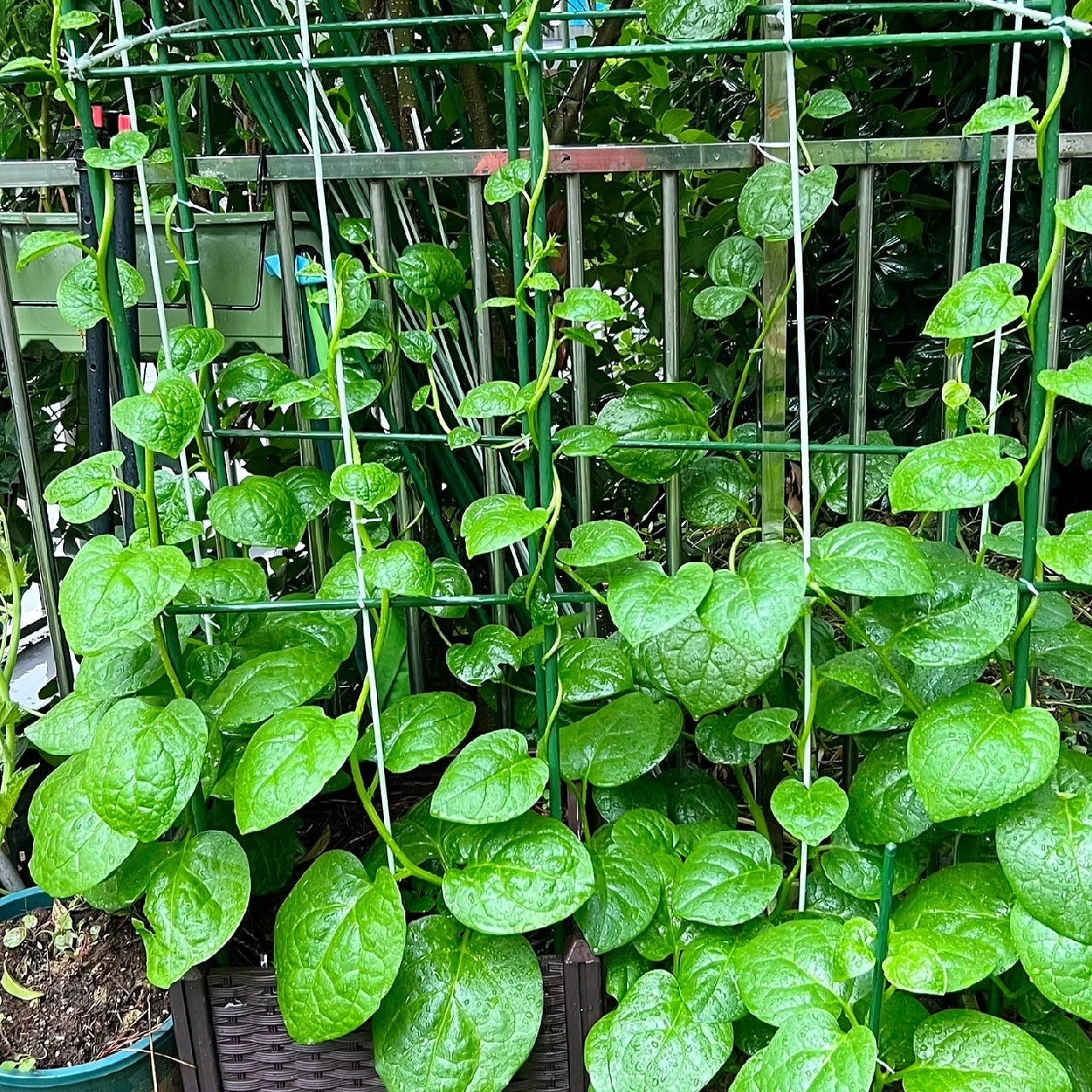 Basella Alba Seeds