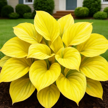 100 Seeds Glow-in-the-Dark Garden Magic: Rare Dark Blue Flame Hostas Seeds