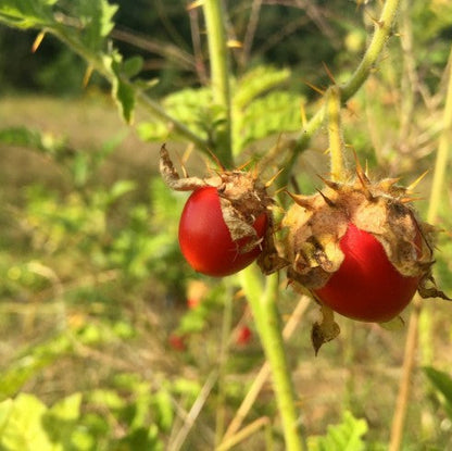 Litchi Tomato AKA Morelle de Balbis Seeds (Certified Organic)