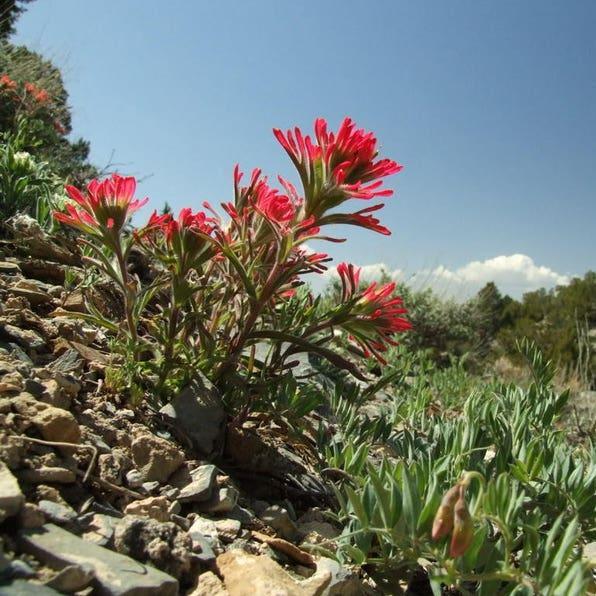 Red Indian Paintbrush, Castilleja Indivisa Flower Seeds