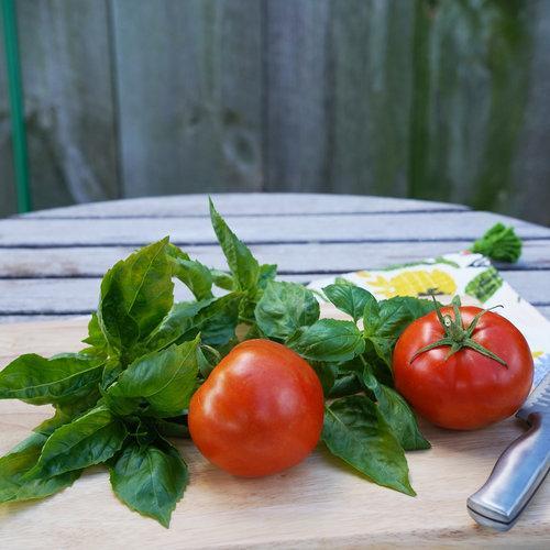 Garden Treasure Tomatoes
