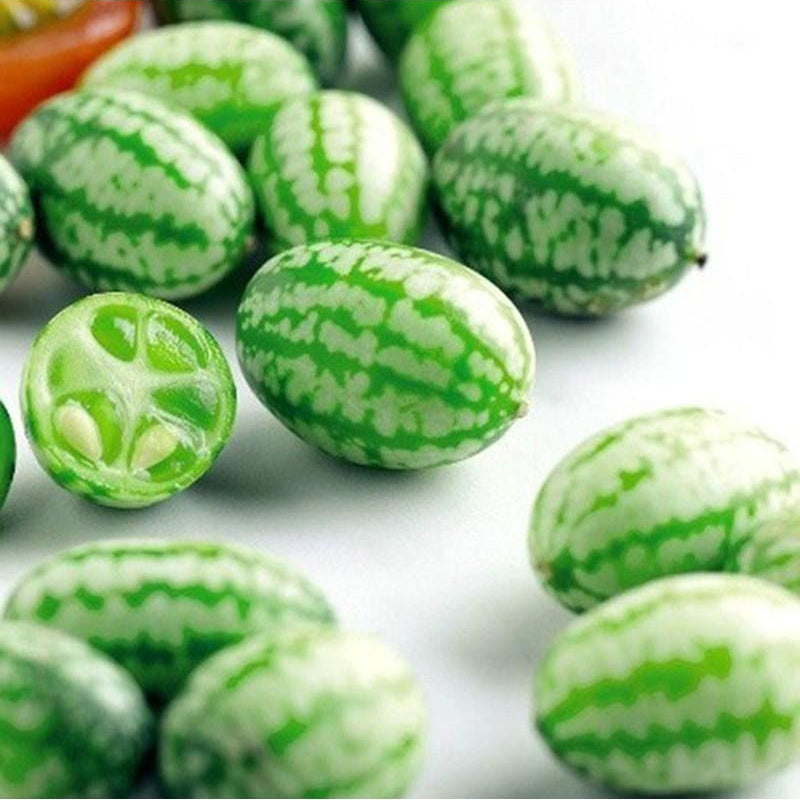 RARE SEEDS THUMB WATERMELON SEEDS