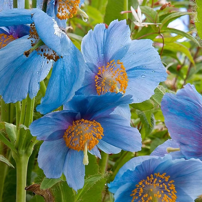 100 Blue Meconopsis Betonicifolia Flower Seeds
