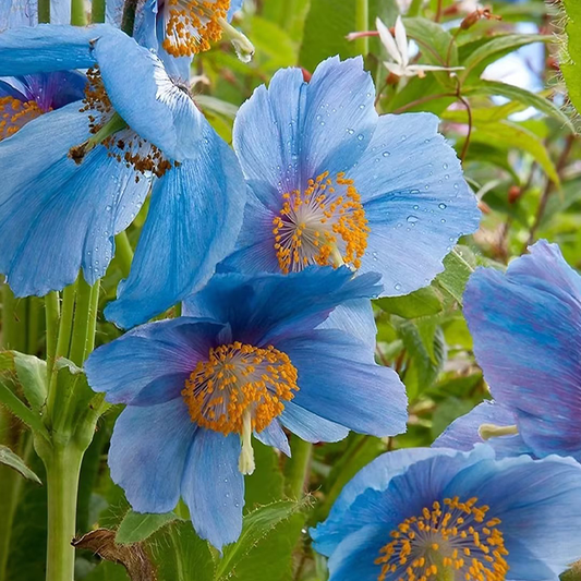 100 Blue Meconopsis Betonicifolia Flower Seeds