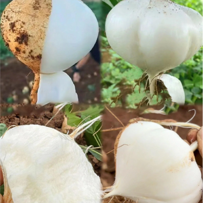 Jicama Pachyrhizus Erosus Seeds