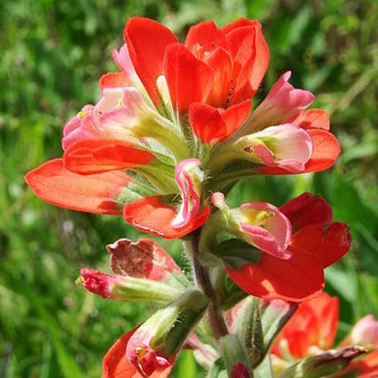 Red Indian Paintbrush, Castilleja Indivisa Flower Seeds