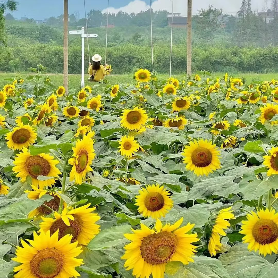 Multi-headed sunflower seeds