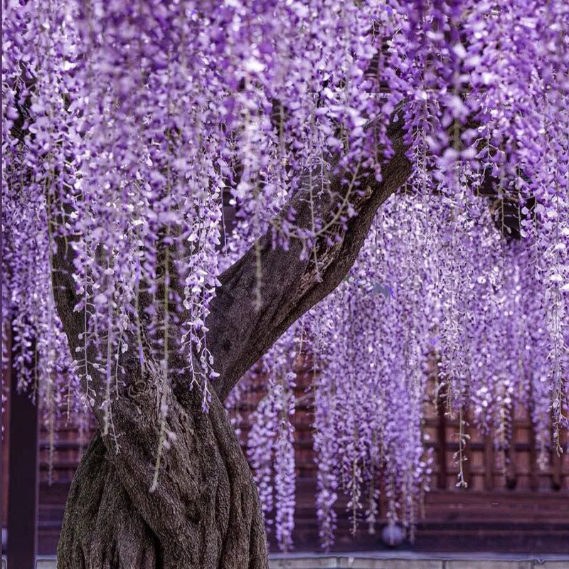 Wisteria - The Garden’s Cascading Beauty All Year Round
