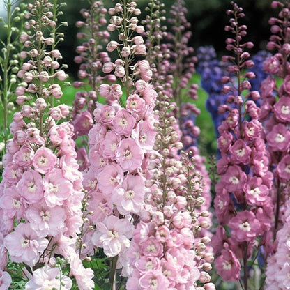 50+ seed Unique, Baby pink blooms Larkspur Seed