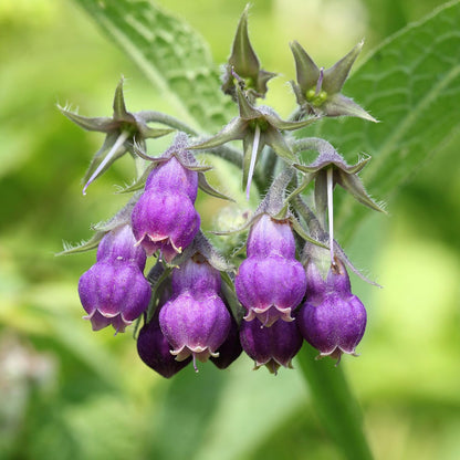 Comfrey Herb| Non-GMO Heirloom Packet | Roots & Leaves for Home Remedies - Medicinal Salve, Oil, Tea