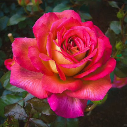 Gold Red Rose Seeds