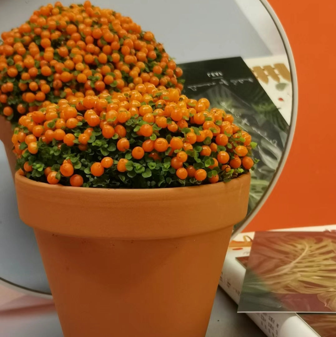 Pearl Orange Succulent Potted Plant