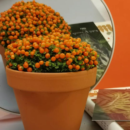 Pearl Orange Succulent Potted Plant