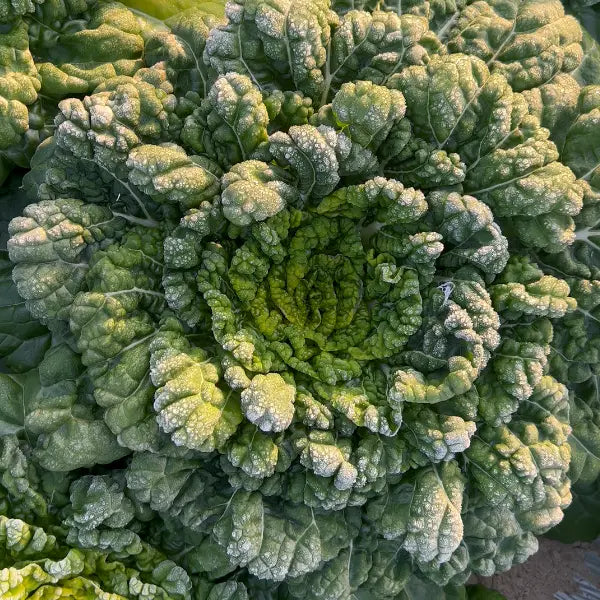 Brassica Narinosa Seeds