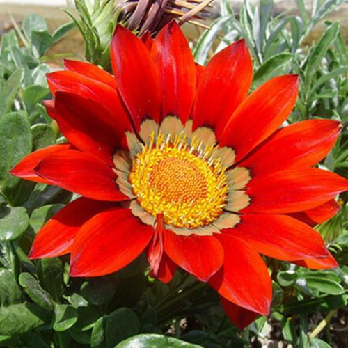 30 Seeds Gazania Coastal Rigens SunFlower Seeds