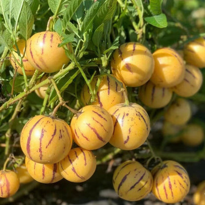Solanum Muricatum Melon Pear Seeds