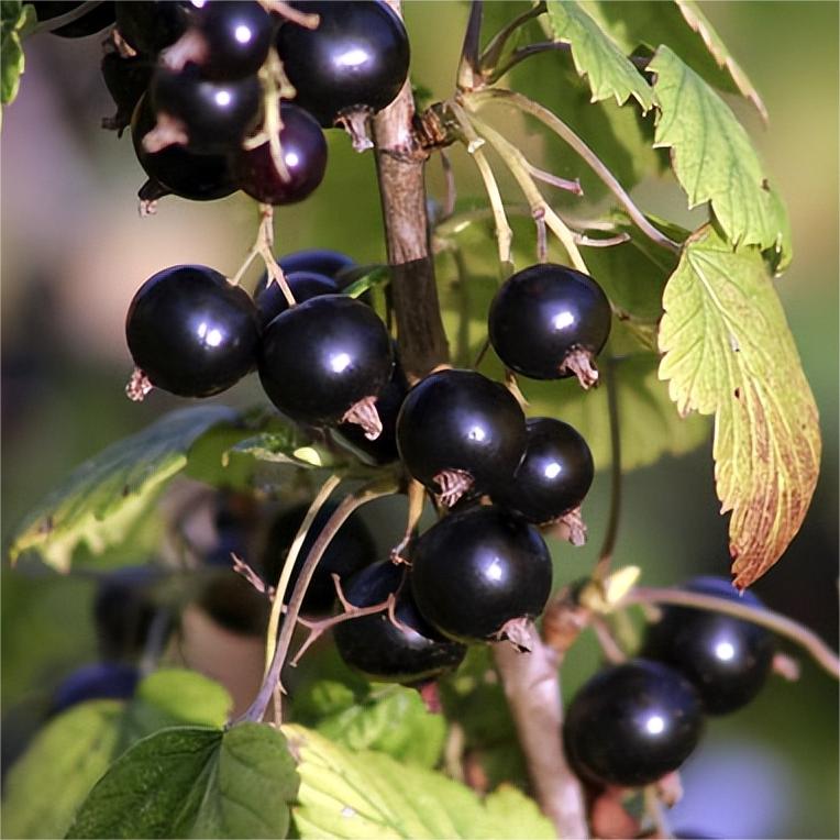 Multicolor Gooseberry Seeds